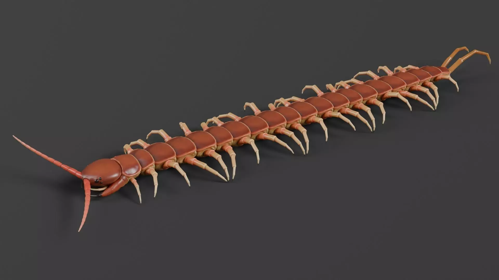 centipede Low-poly 3D model_3