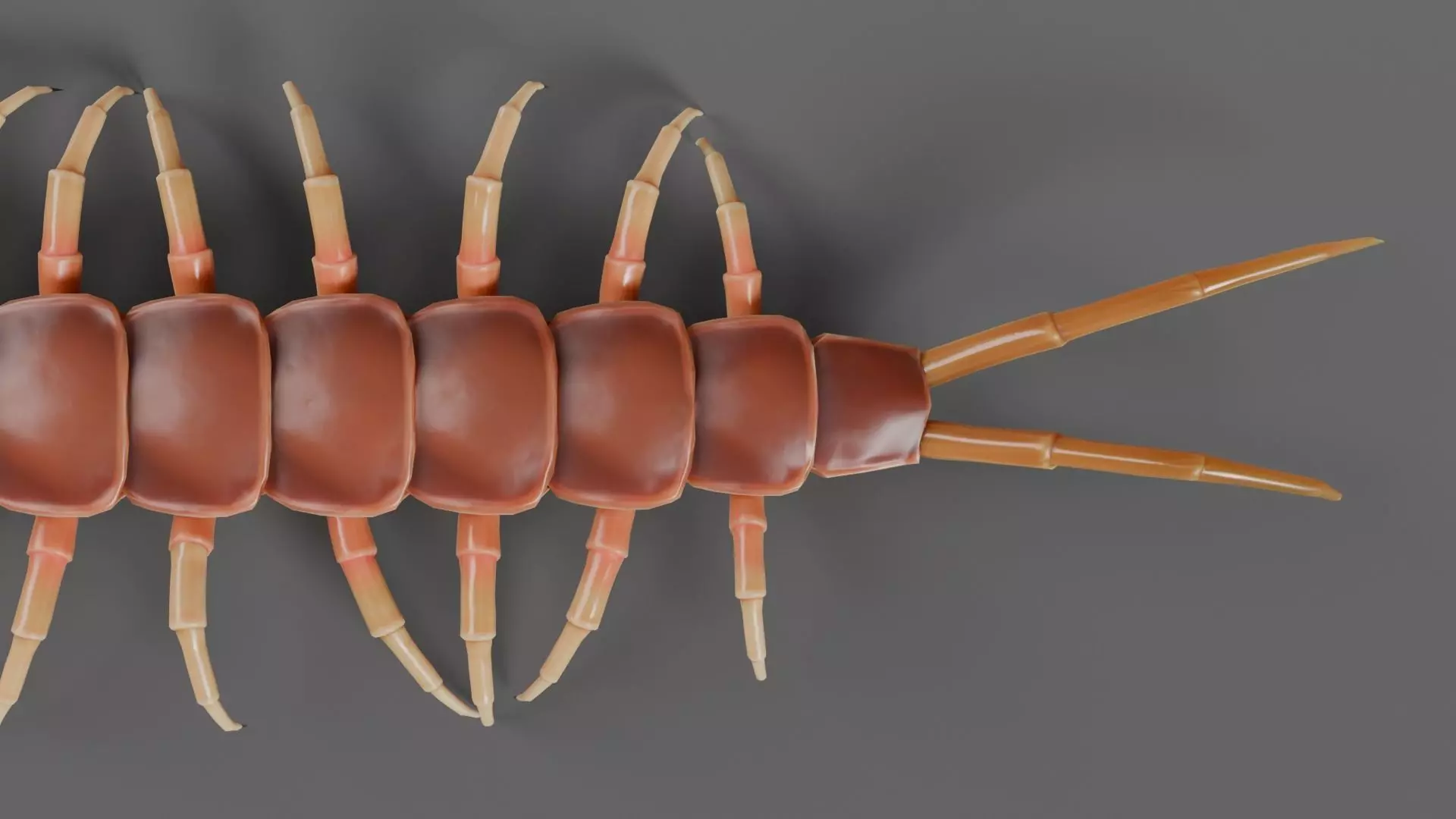 centipede Low-poly 3D model_9