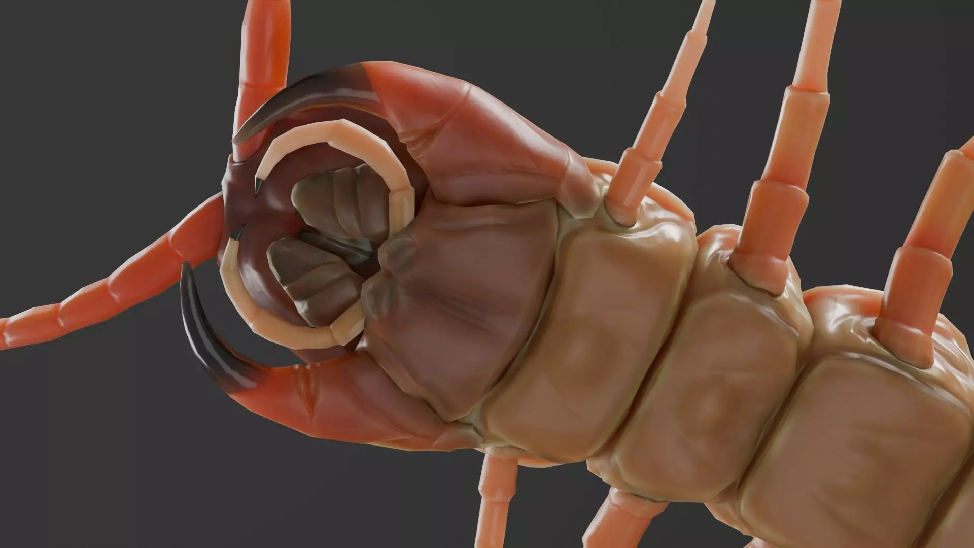 centipede Low-poly 3D model_7