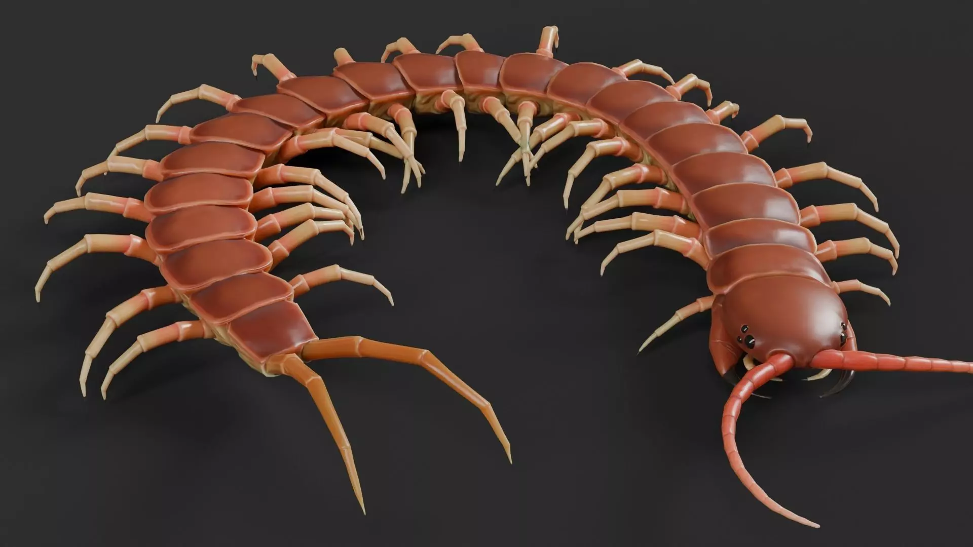 centipede Low-poly 3D model_0