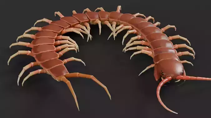 centipede