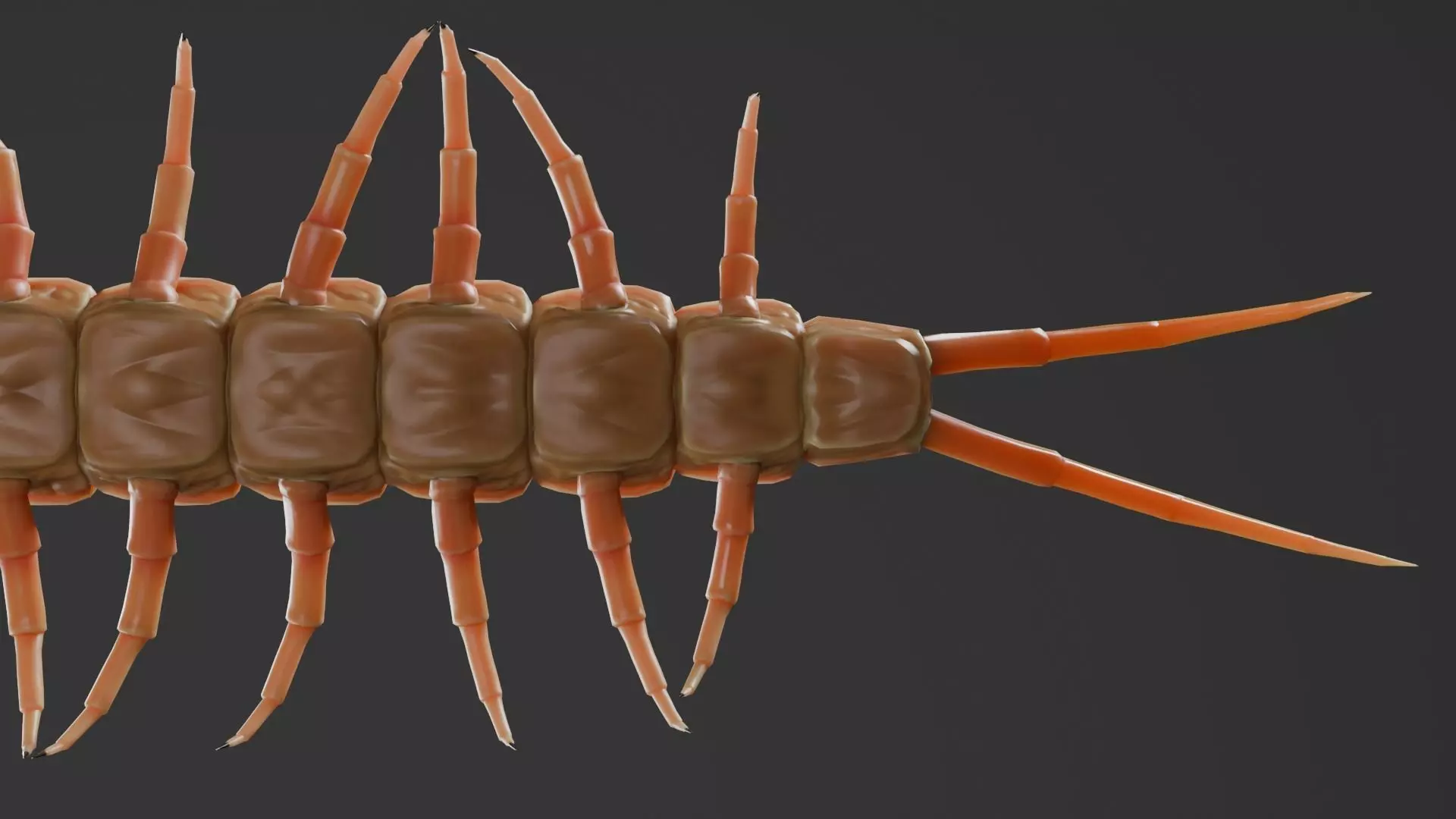 centipede Low-poly 3D model_11