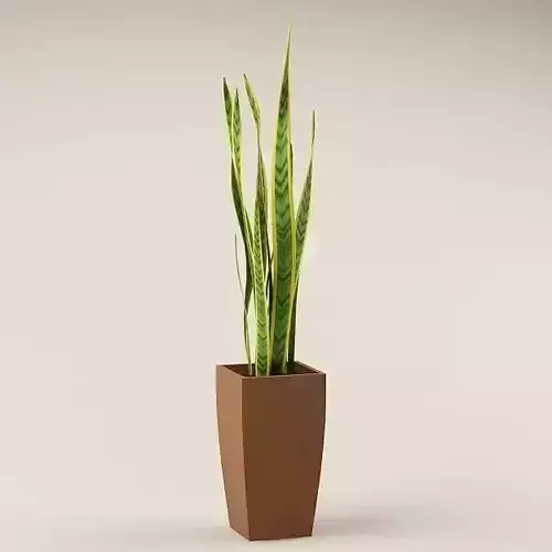 Plant 51