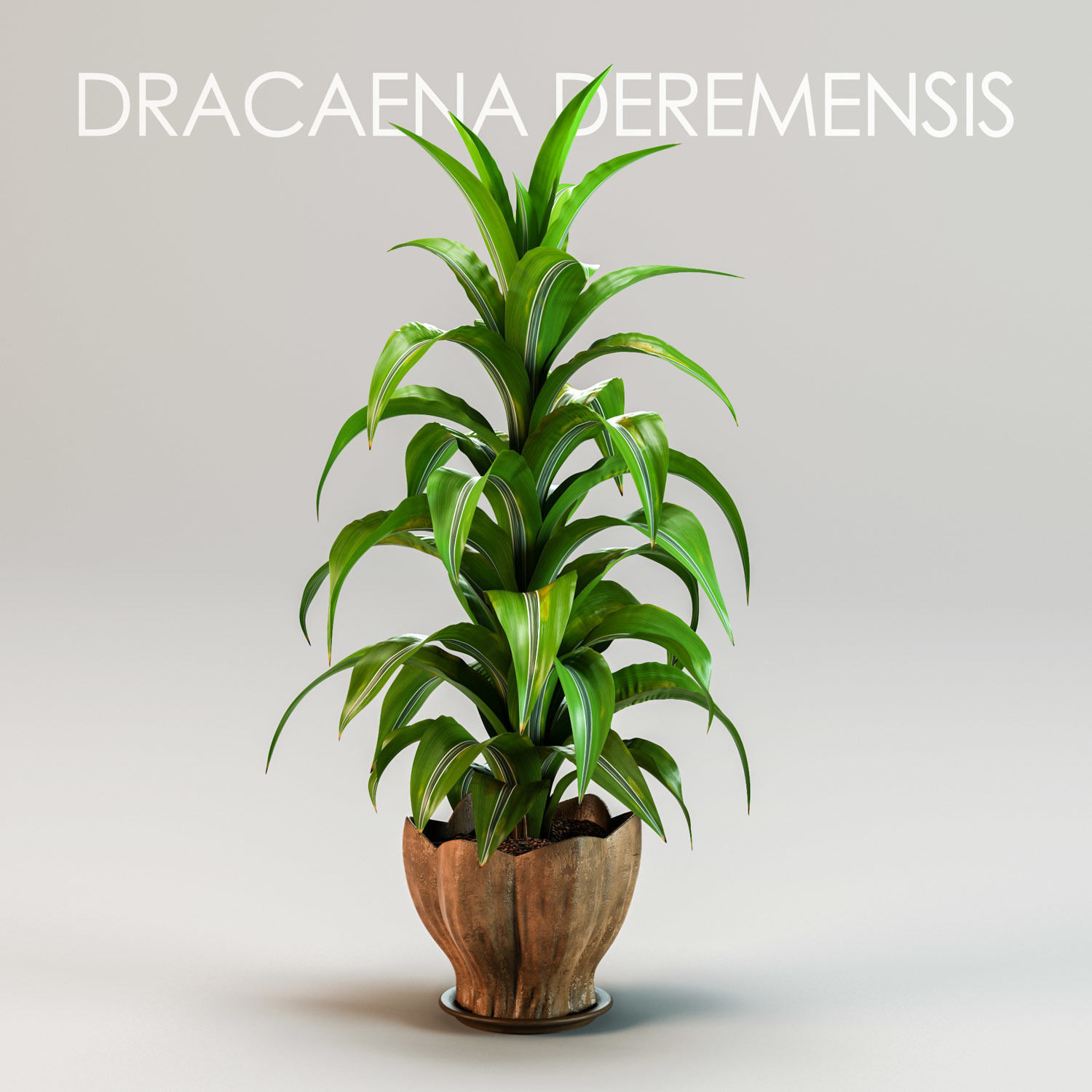 Dracaena deremensis fragrans potted plant 3D model_0