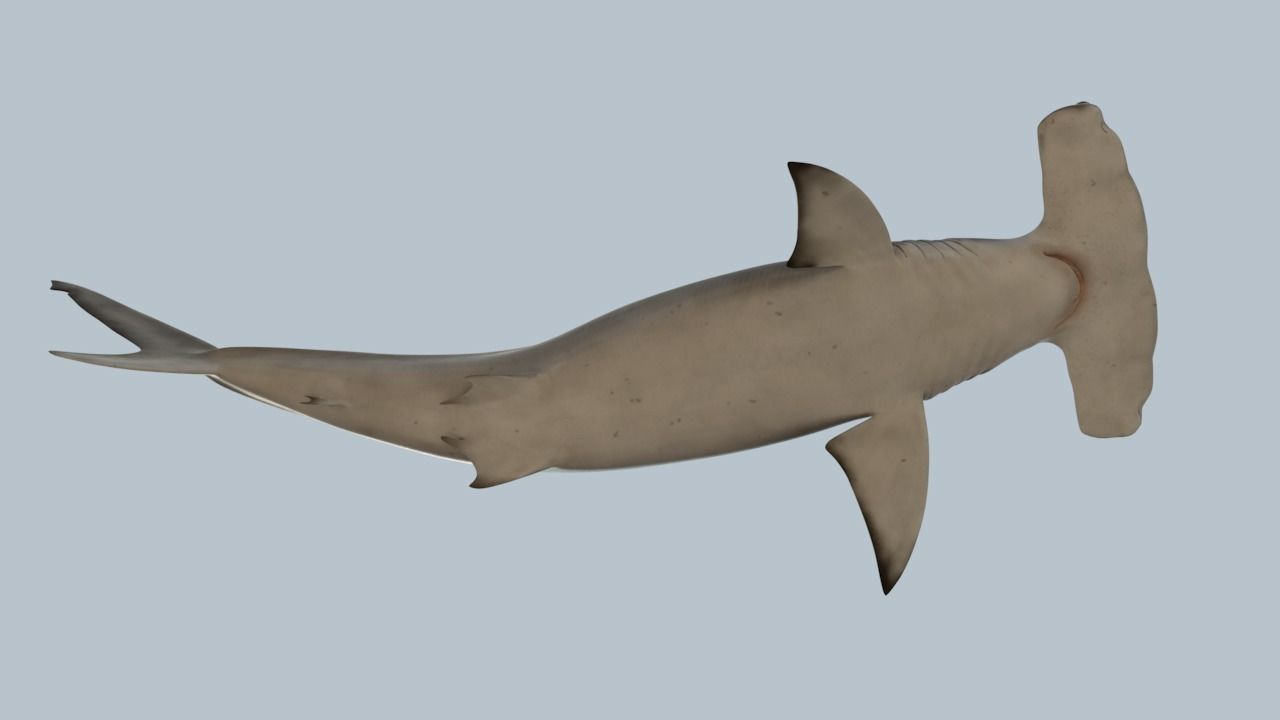 Hammerhead shark rigged and animated for Cinema 4d 3D model Low-poly 3D model_5