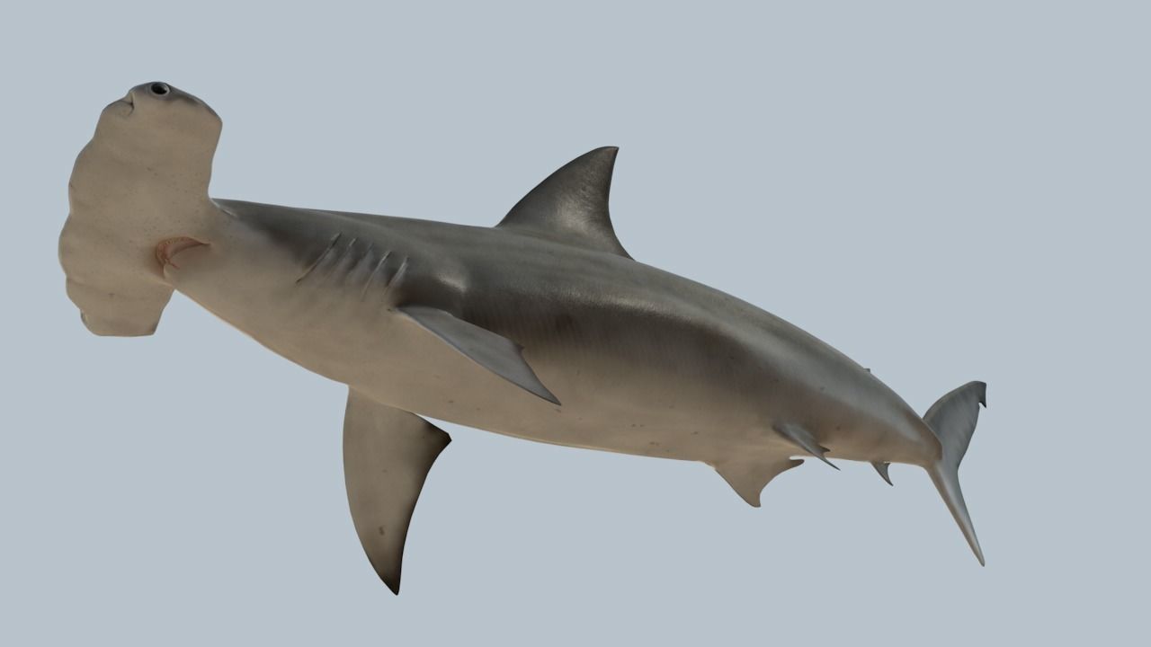 Hammerhead shark rigged and animated for Cinema 4d 3D model Low-poly 3D model_9