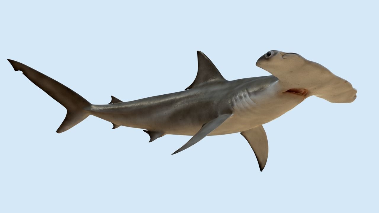 Hammerhead shark rigged and animated for Cinema 4d 3D model Low-poly 3D model_1