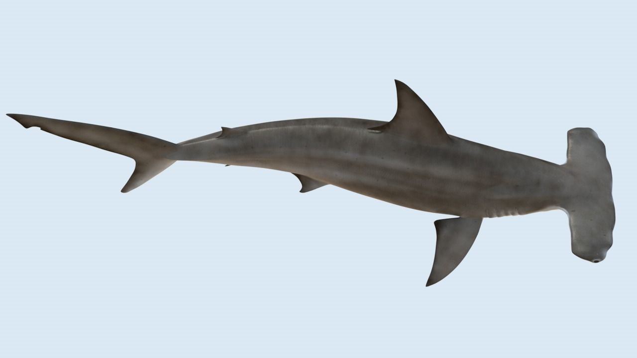 Hammerhead shark rigged and animated for Cinema 4d 3D model Low-poly 3D model_10