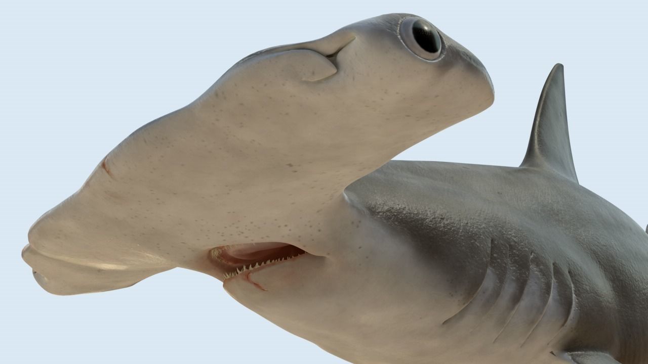 Hammerhead shark rigged and animated for Cinema 4d 3D model Low-poly 3D model_11