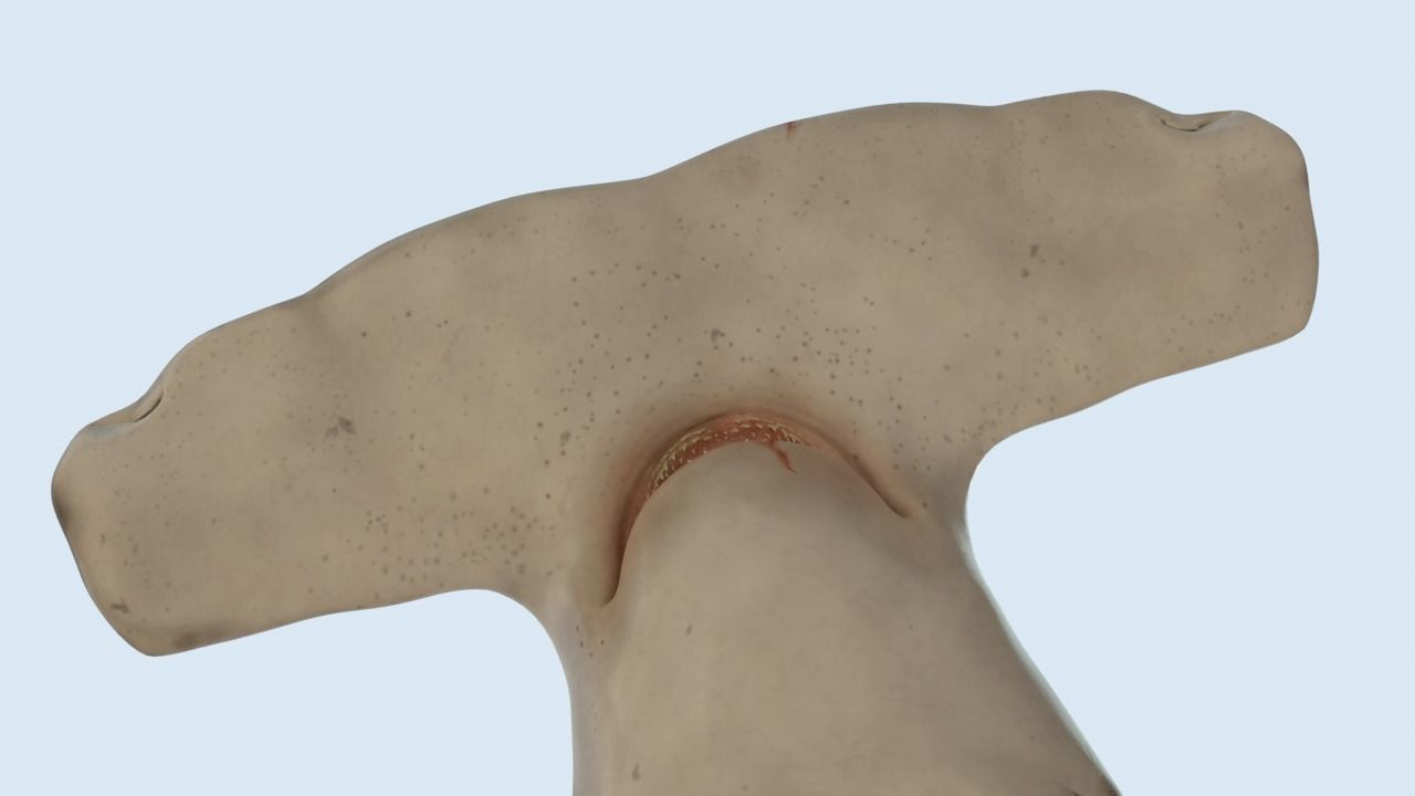 Hammerhead shark rigged and animated for Cinema 4d 3D model Low-poly 3D model_6