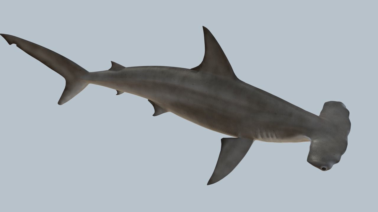 Hammerhead shark rigged and animated for Cinema 4d 3D model Low-poly 3D model_3