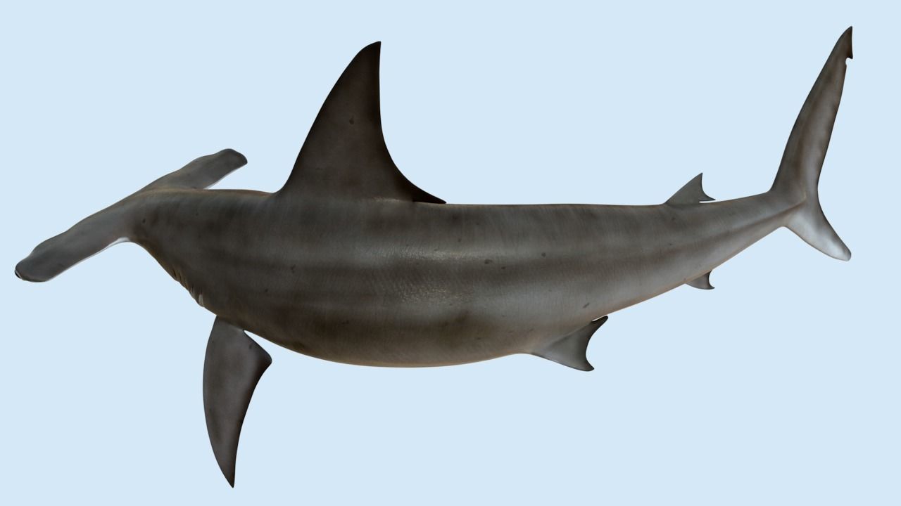 Hammerhead shark rigged and animated for Cinema 4d 3D model Low-poly 3D model_2