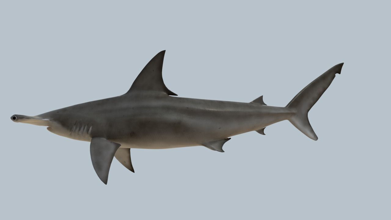 Hammerhead shark rigged and animated for Cinema 4d 3D model Low-poly 3D model_8