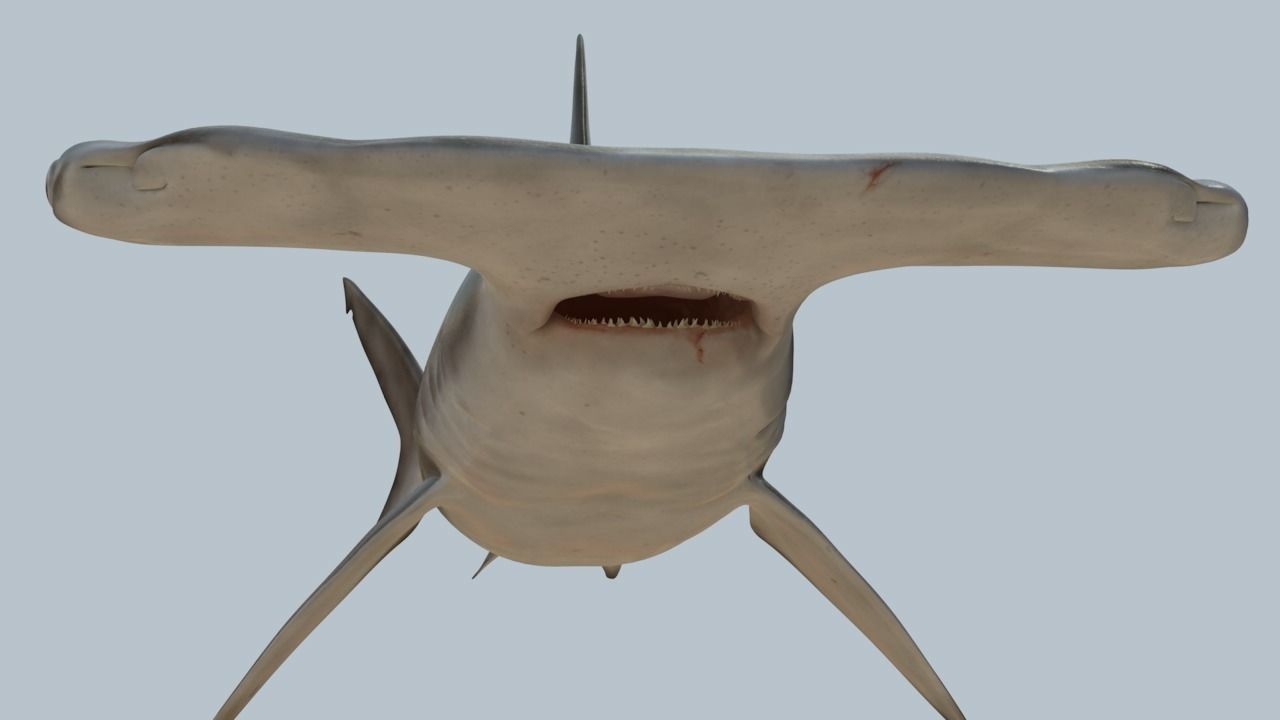Hammerhead shark rigged and animated for Cinema 4d 3D model Low-poly 3D model_4