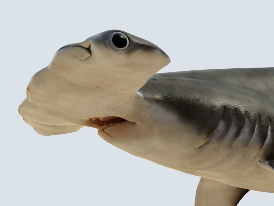 Hammerhead shark rigged and animated for Cinema 4d 3D model Low-poly 3D model_0