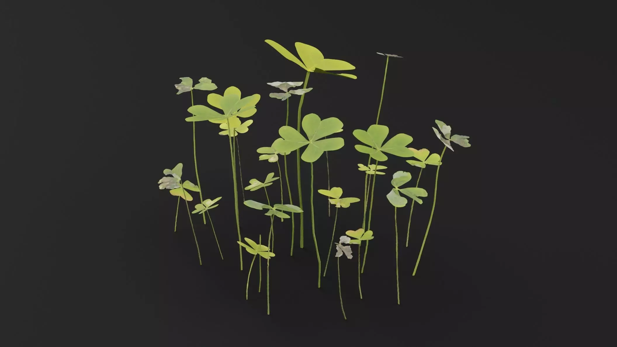 Oxalis Pes-Caprae Plant Low-poly 3D model_4