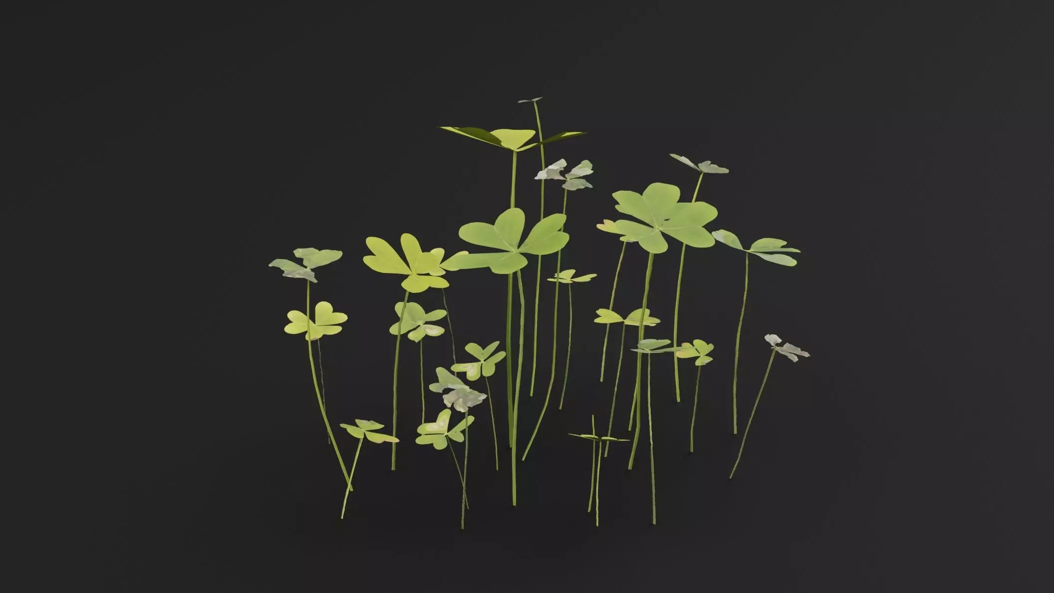 Oxalis Pes-Caprae Plant Low-poly 3D model_3