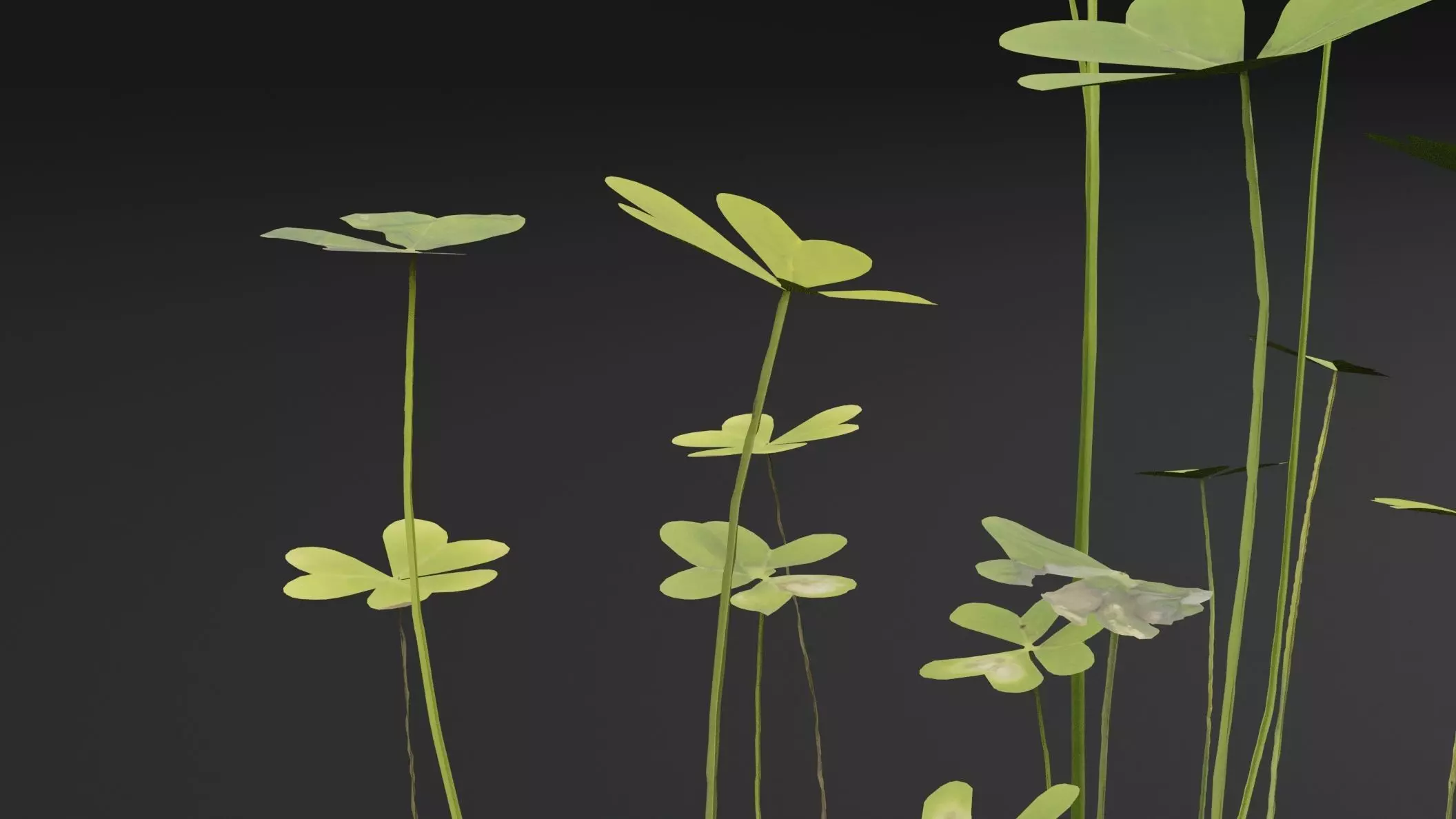 Oxalis Pes-Caprae Plant Low-poly 3D model_2