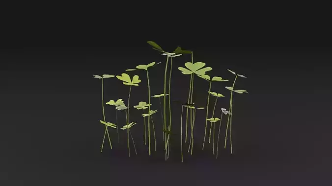 Oxalis Pes-Caprae Plant