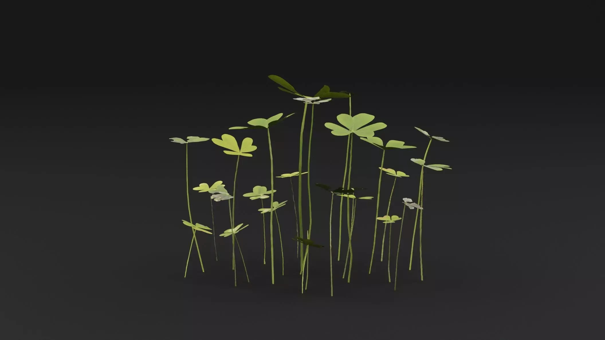 Oxalis Pes-Caprae Plant Low-poly 3D model_0