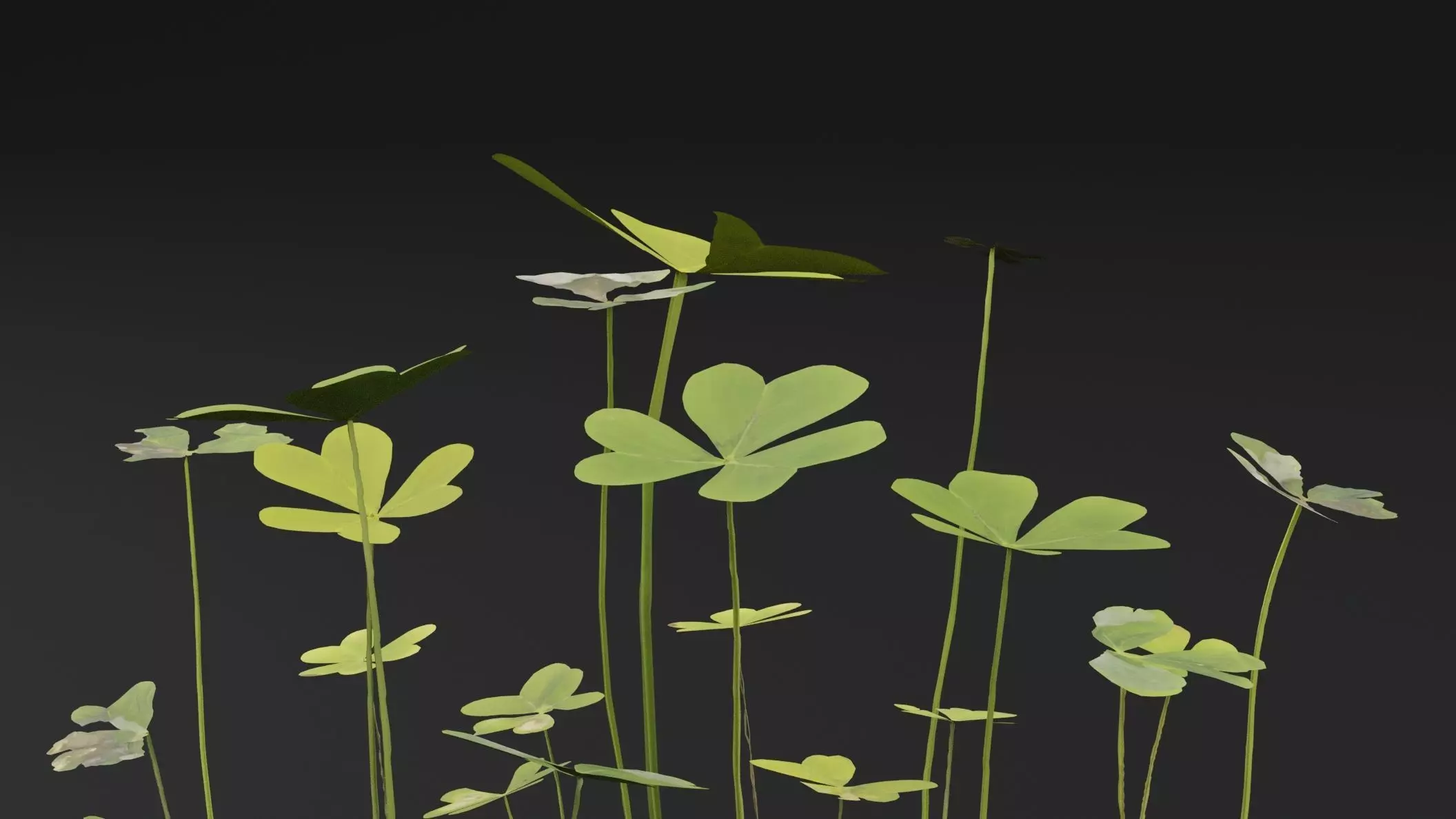 Oxalis Pes-Caprae Plant Low-poly 3D model_1