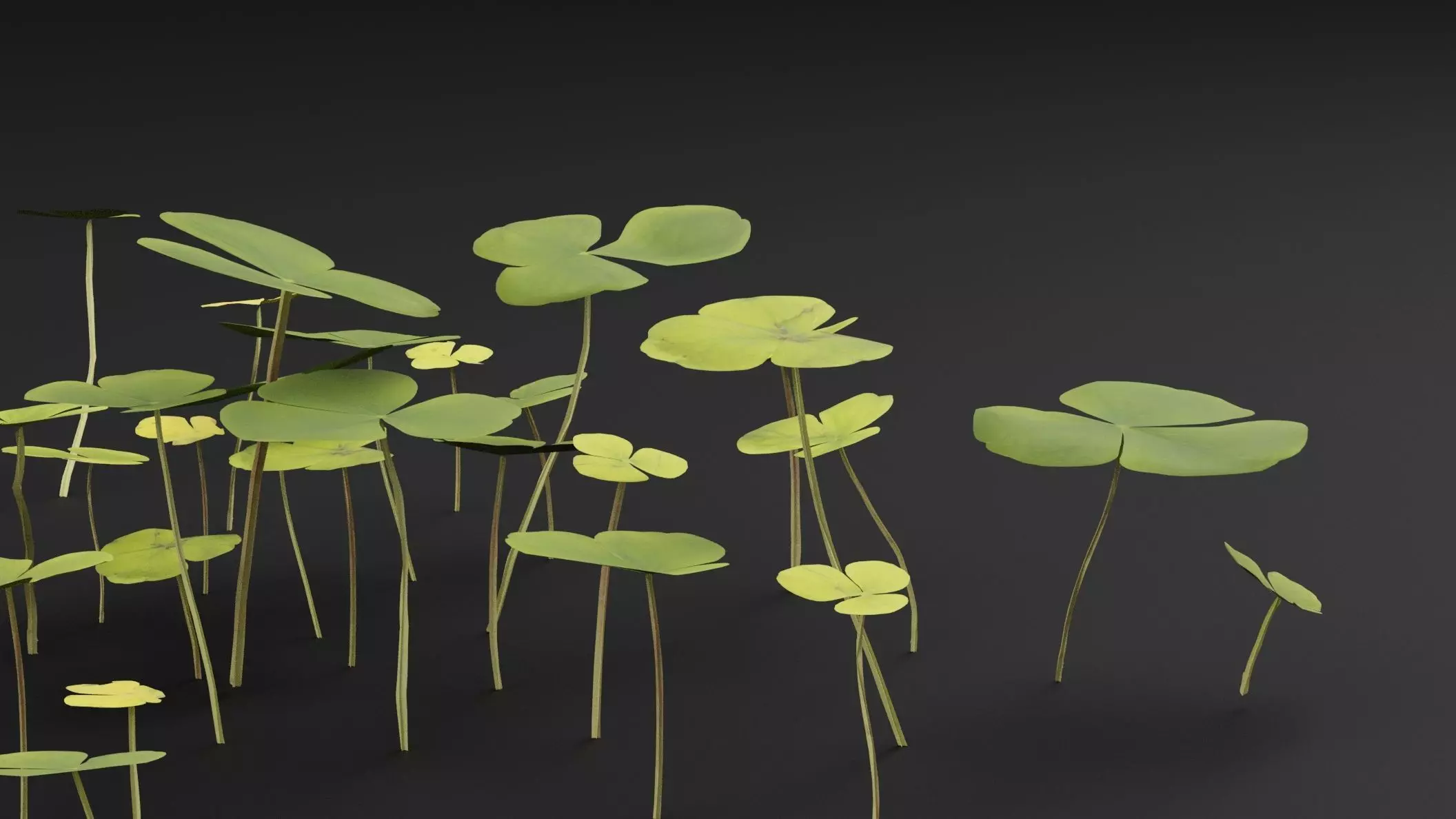 Oxalis Violacea Plant Low-poly 3D model_1
