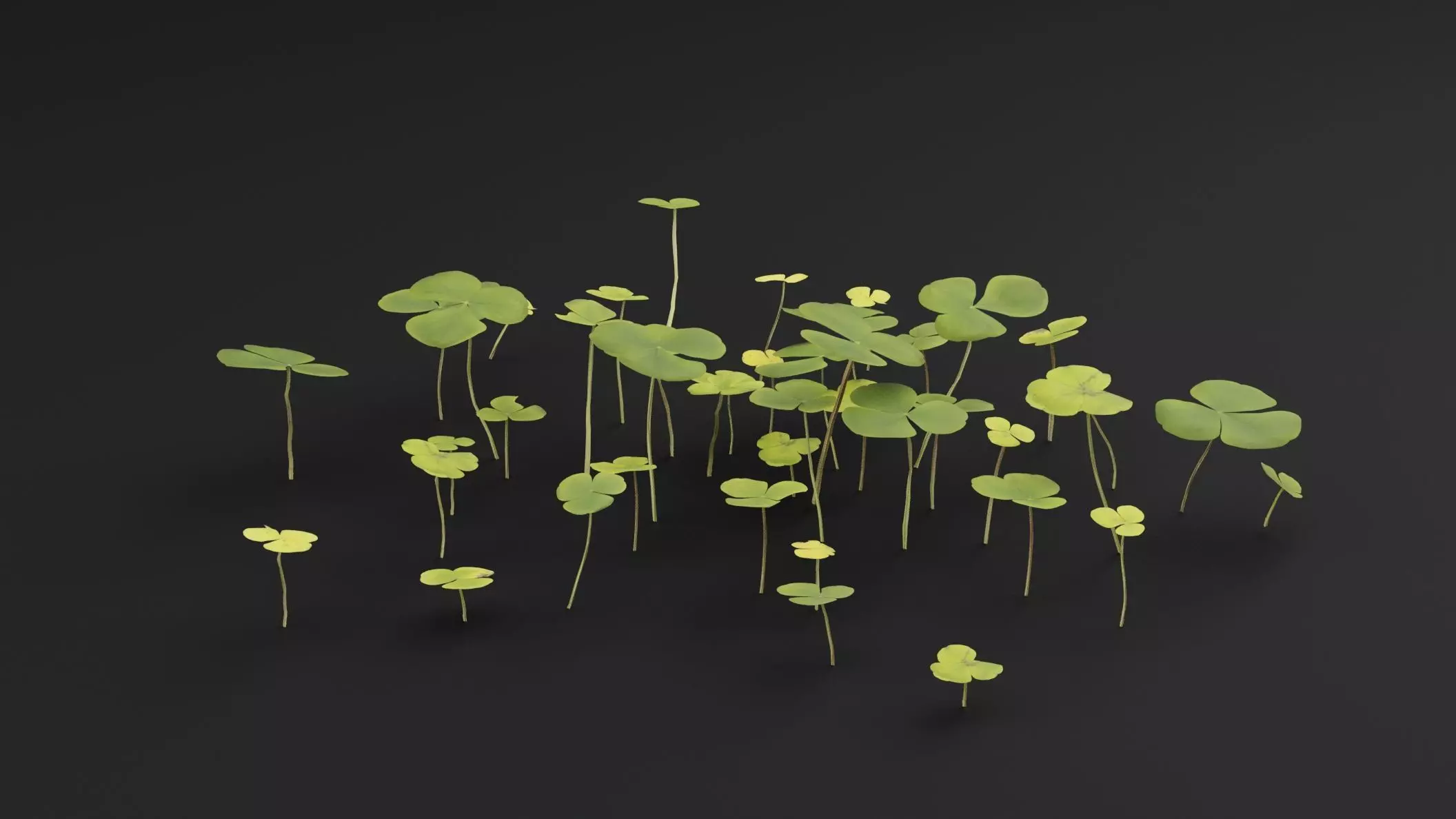 Oxalis Violacea Plant Low-poly 3D model_3