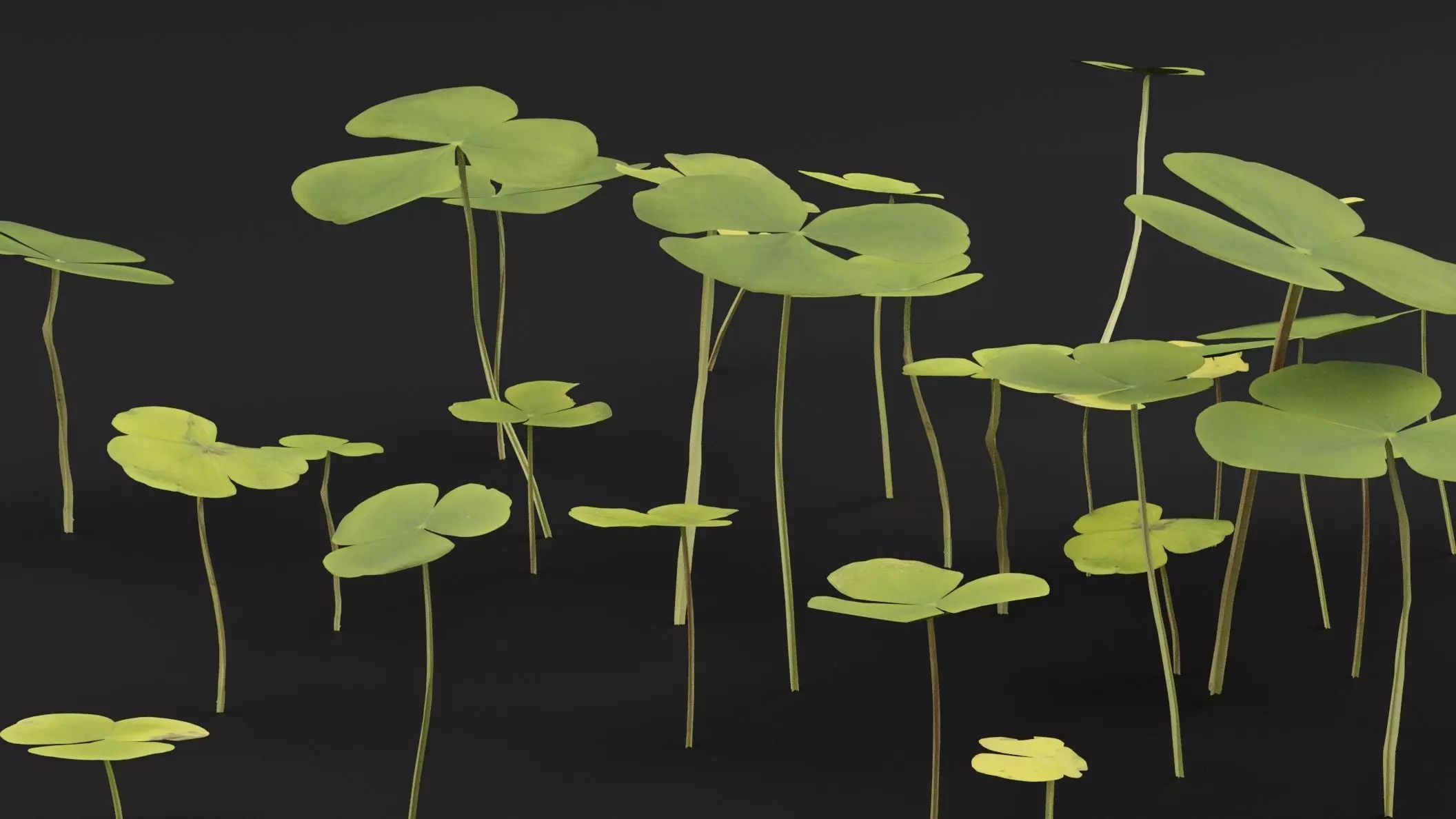 Oxalis Violacea Plant Low-poly 3D model_2