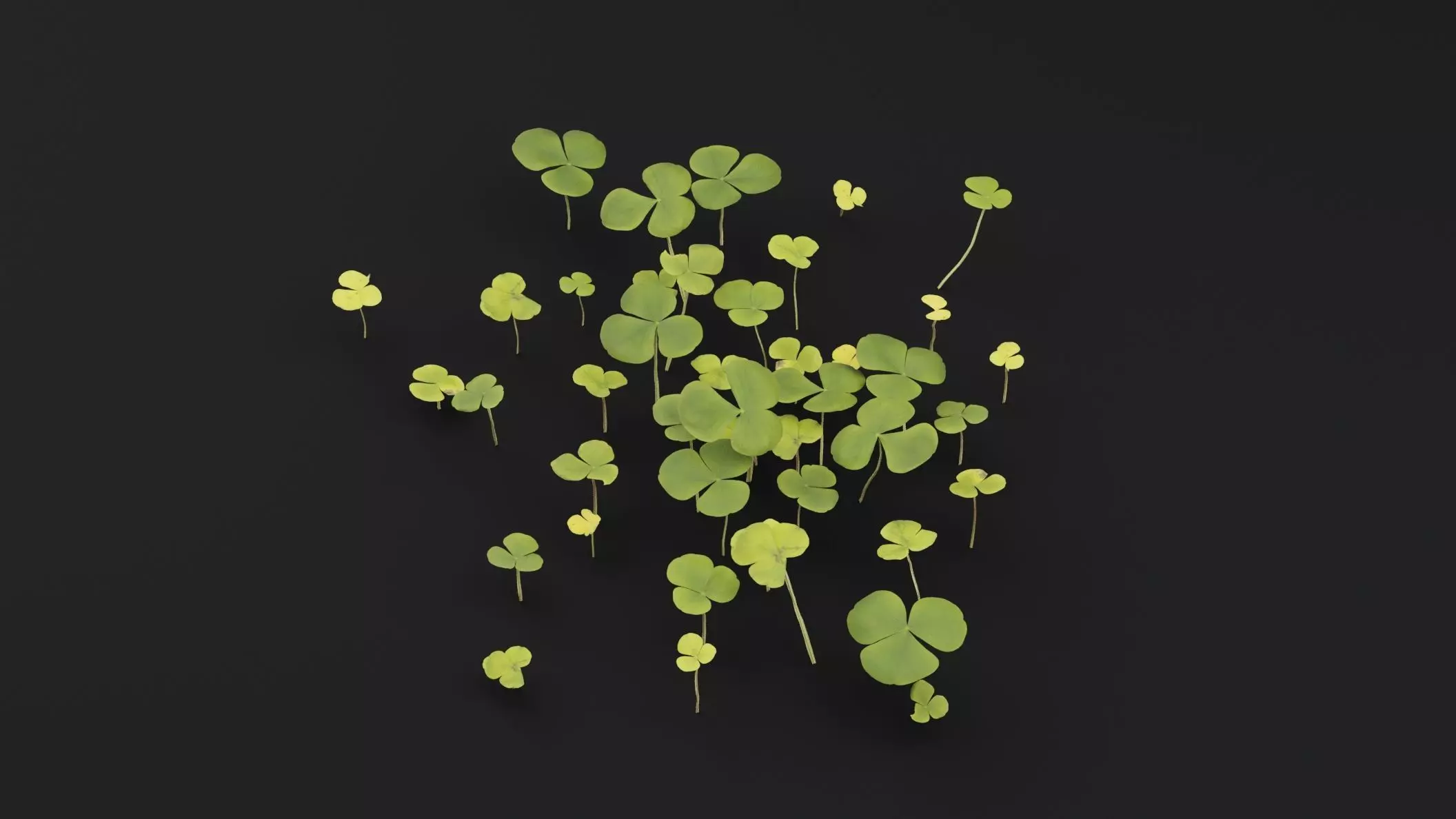 Oxalis Violacea Plant Low-poly 3D model_4
