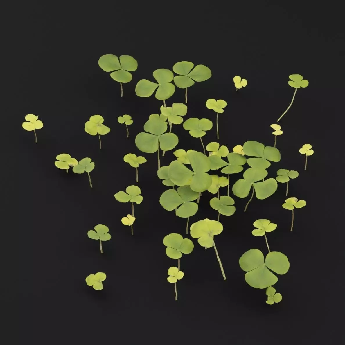 Oxalis Violacea Plant Low-poly 3D model_5