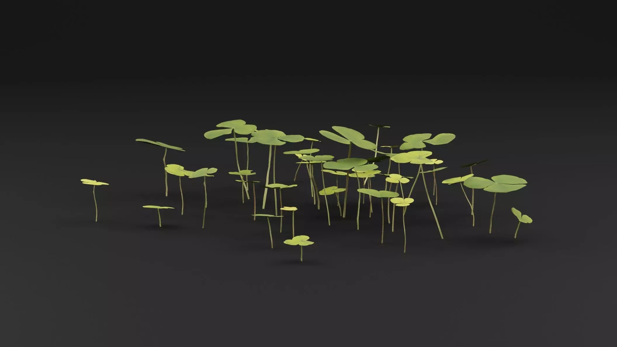 Oxalis Violacea Plant Low-poly 3D model_0