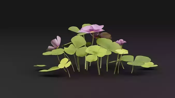 Oxalis Violacea Plant