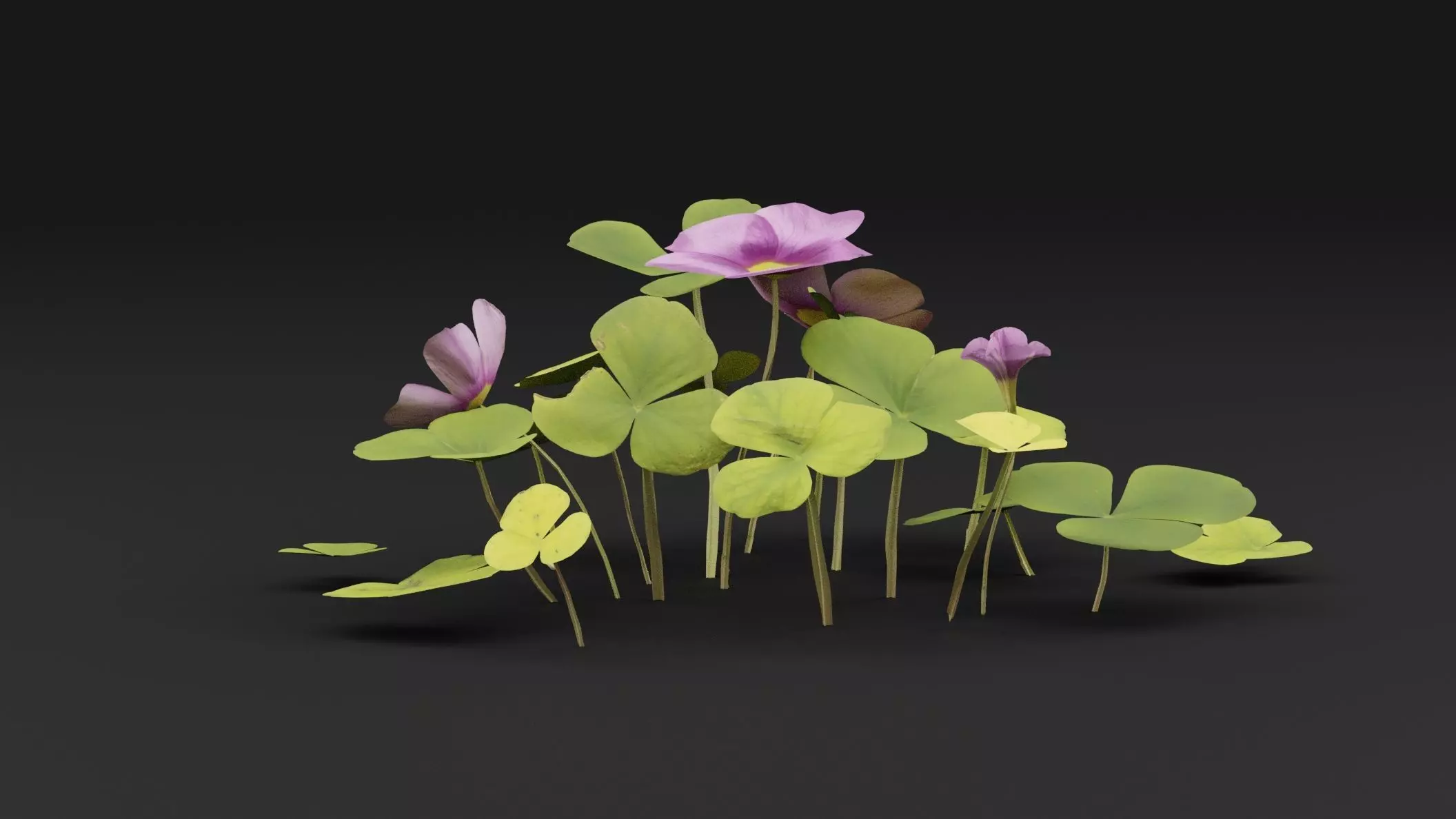 Oxalis Violacea Plant Low-poly 3D model_0