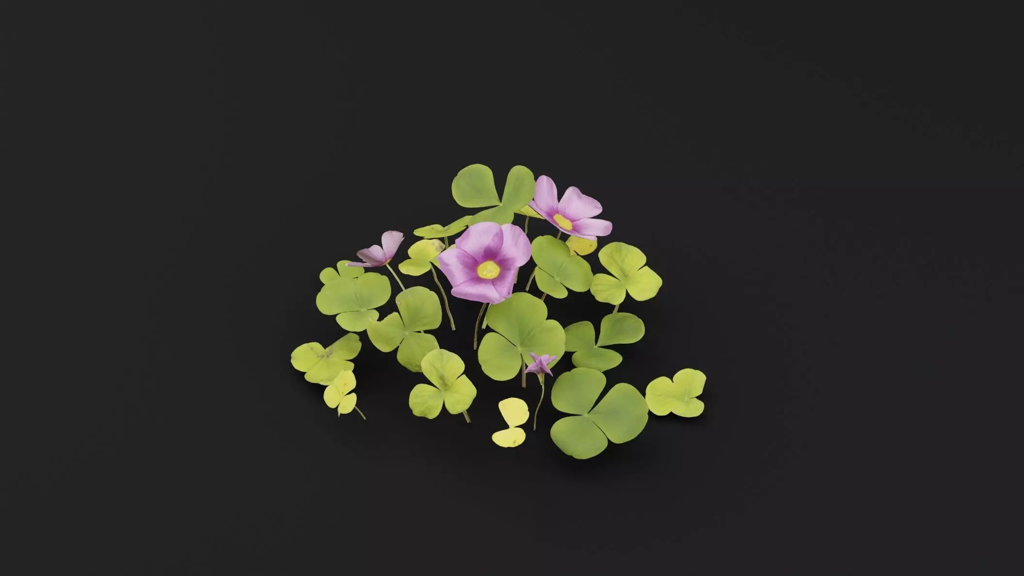 Oxalis Violacea Plant Low-poly 3D model_4