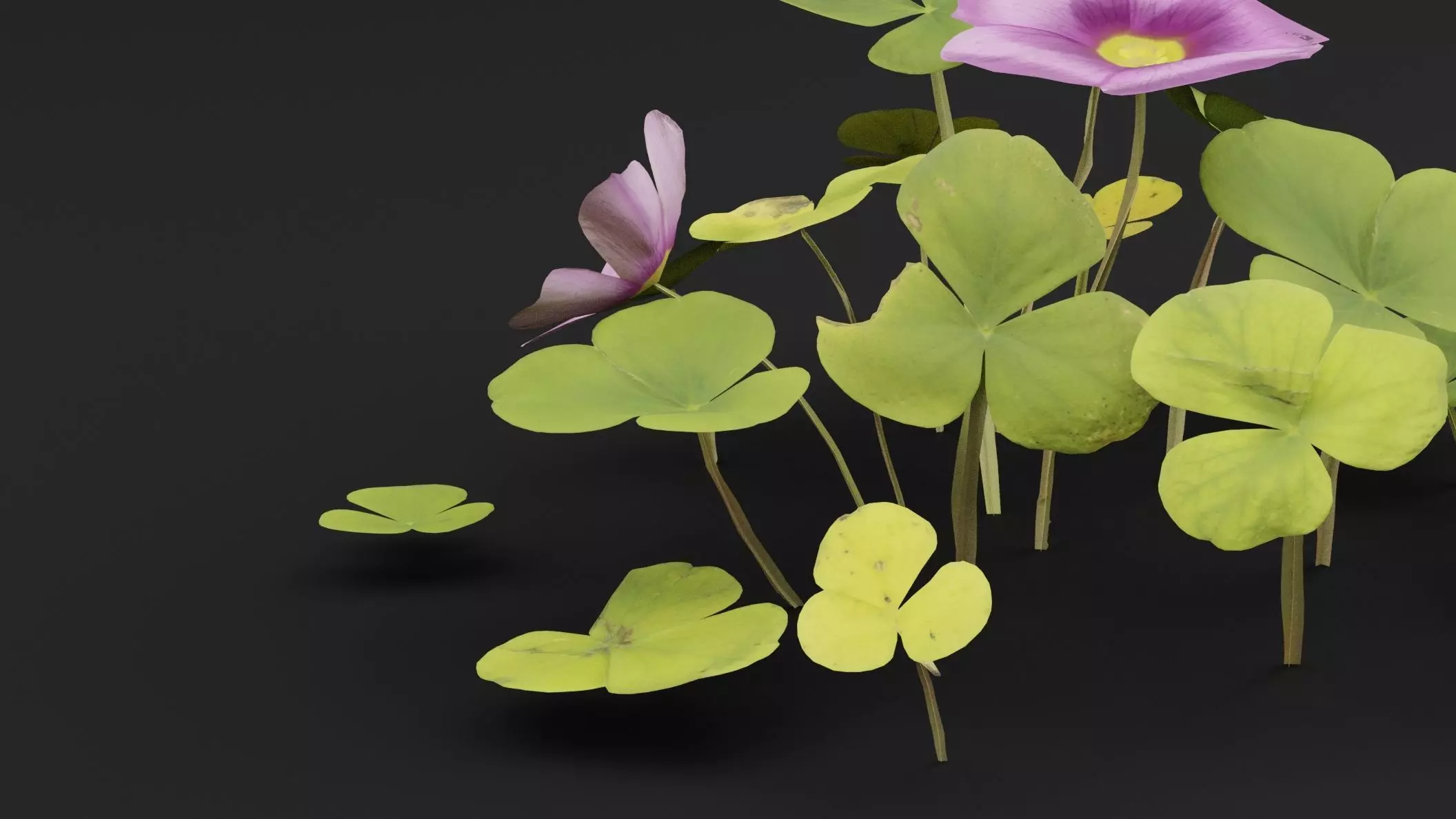 Oxalis Violacea Plant Low-poly 3D model_2