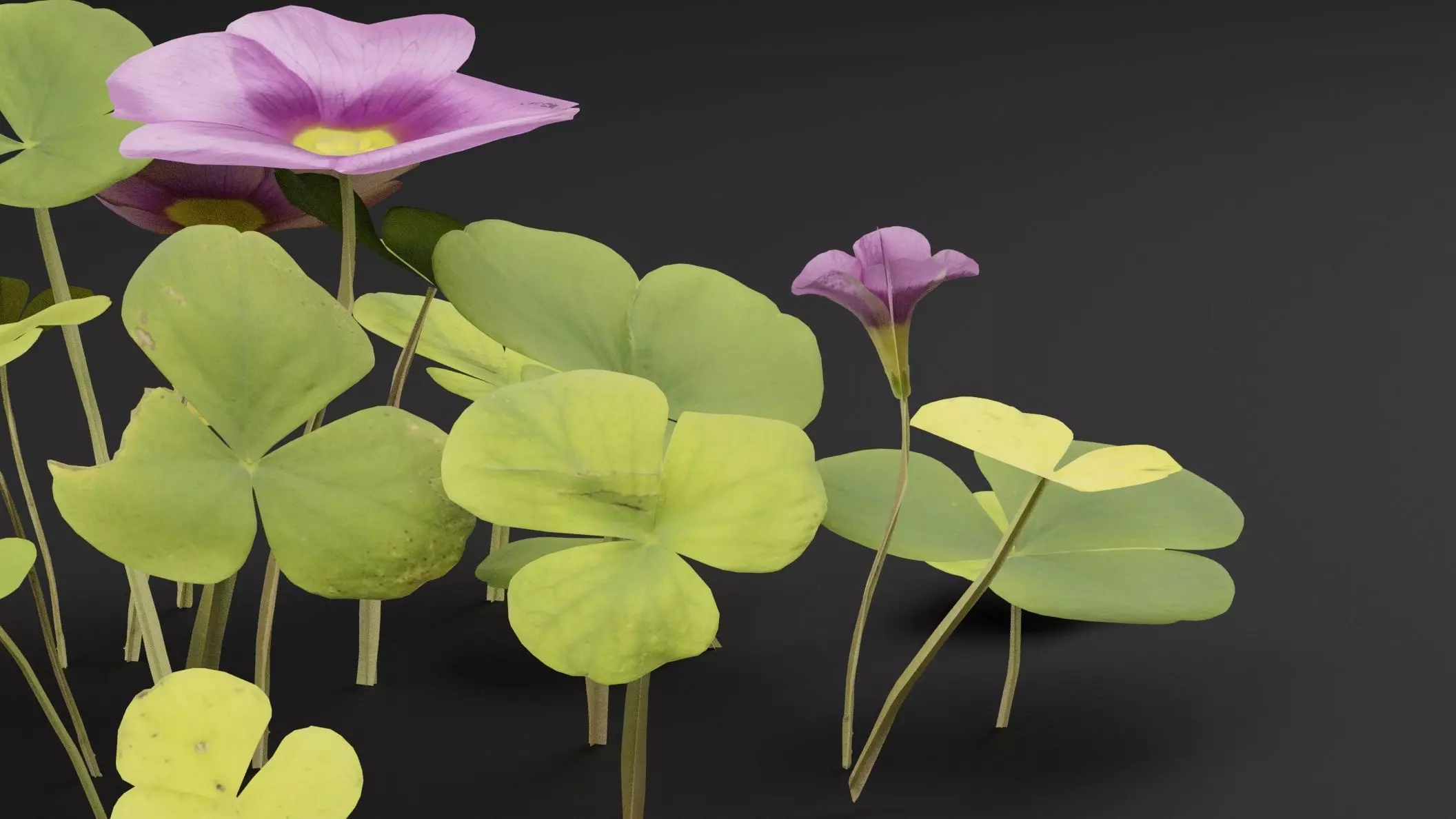 Oxalis Violacea Plant Low-poly 3D model_1