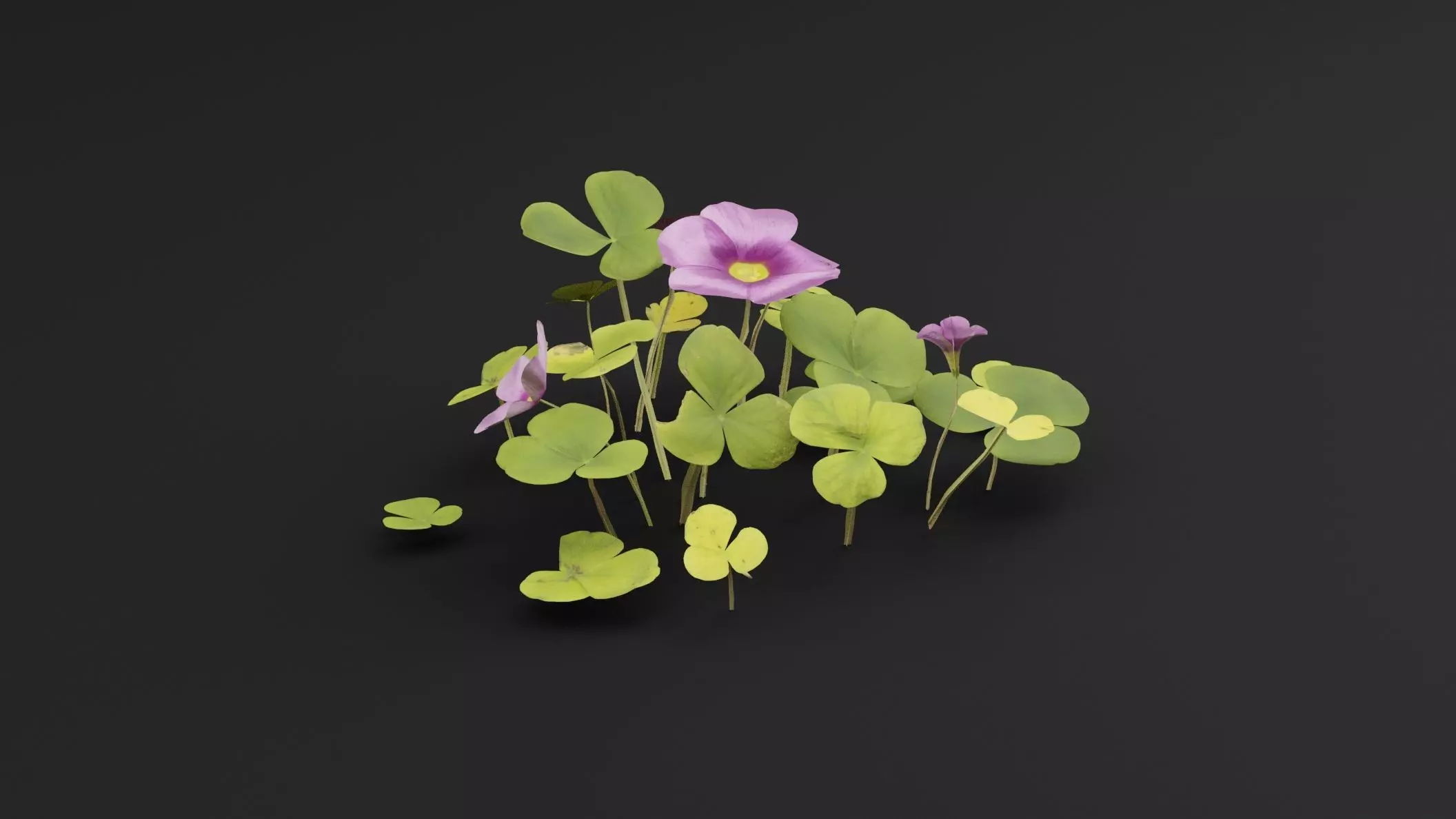 Oxalis Violacea Plant Low-poly 3D model_3