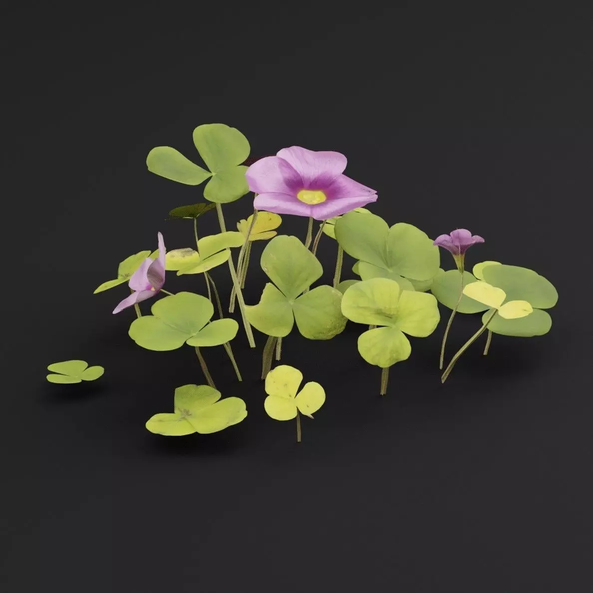 Oxalis Violacea Plant Low-poly 3D model_5