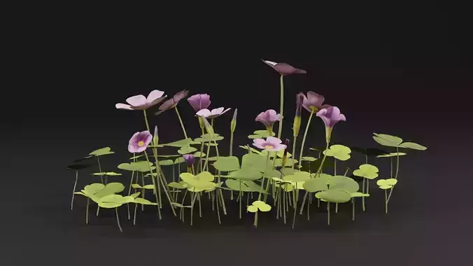 Oxalis Violacea Plant