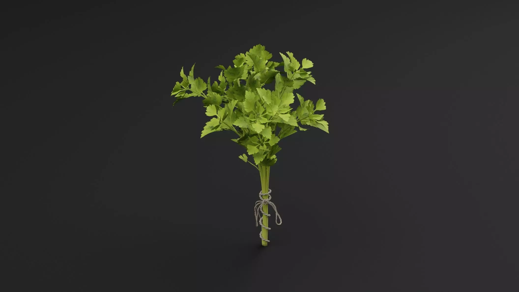 Parsley Plant 3D model_3