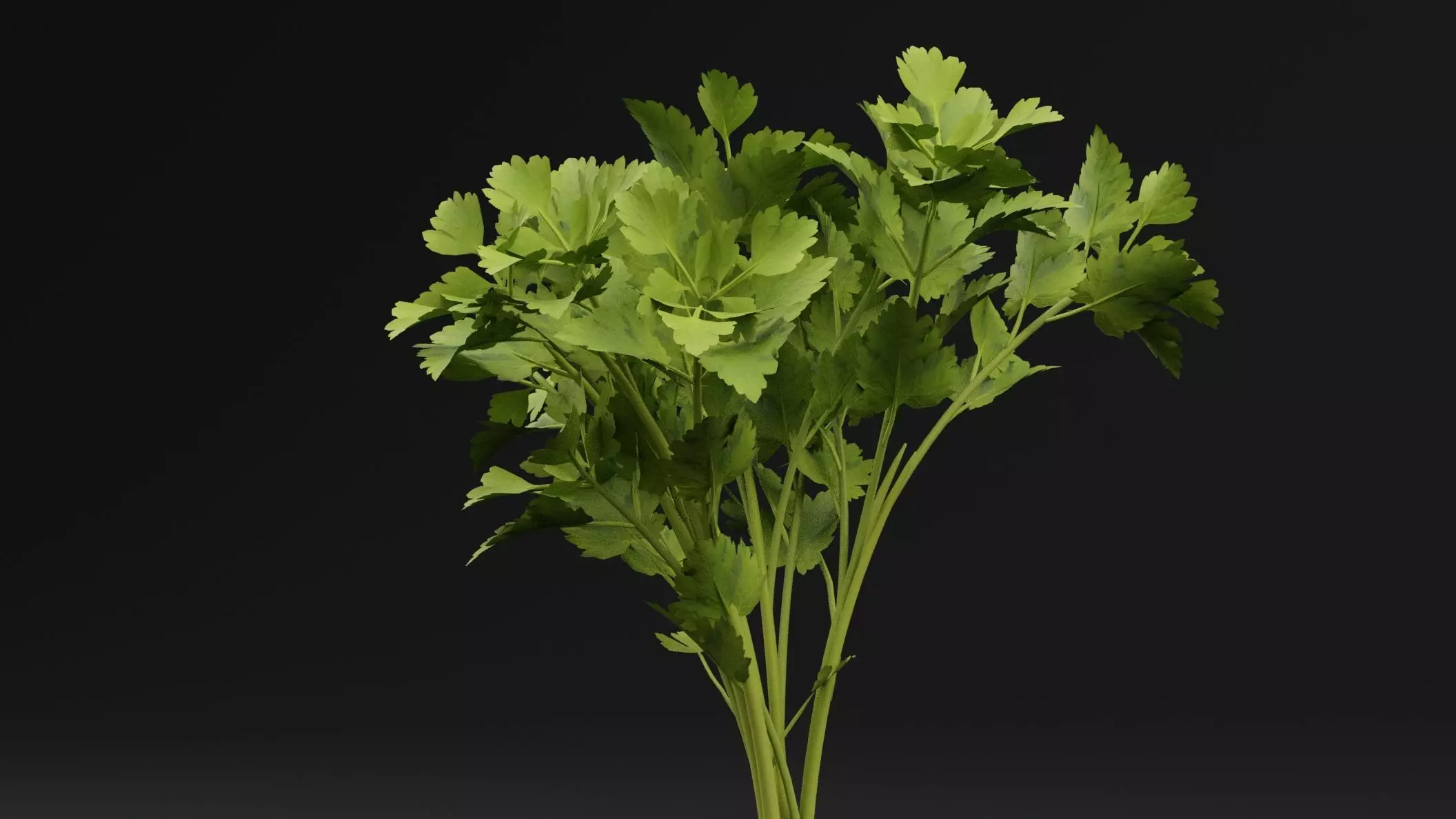 Parsley Plant 3D model_1