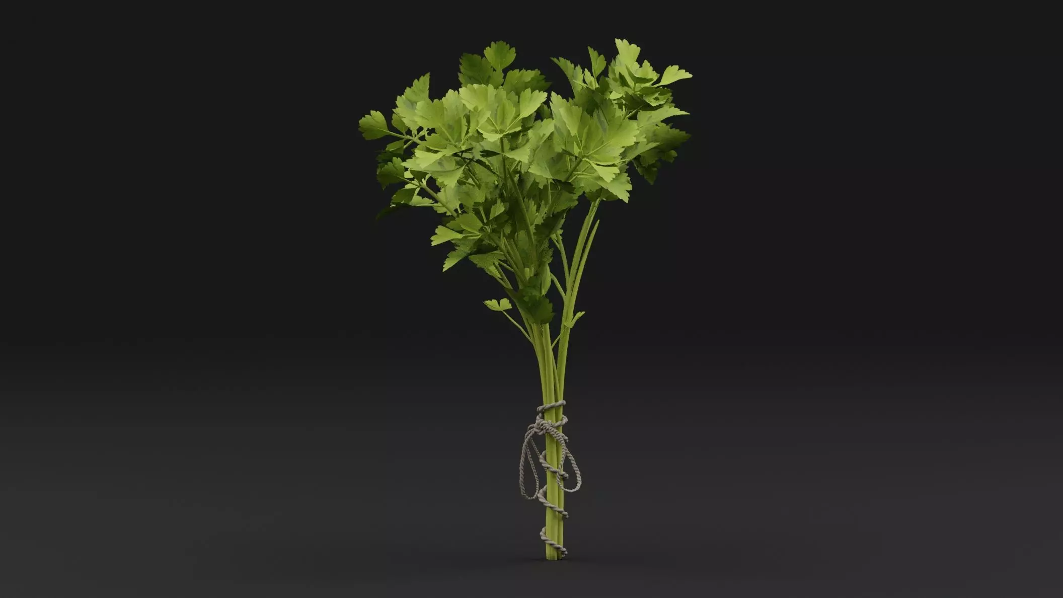 Parsley Plant 3D model_0