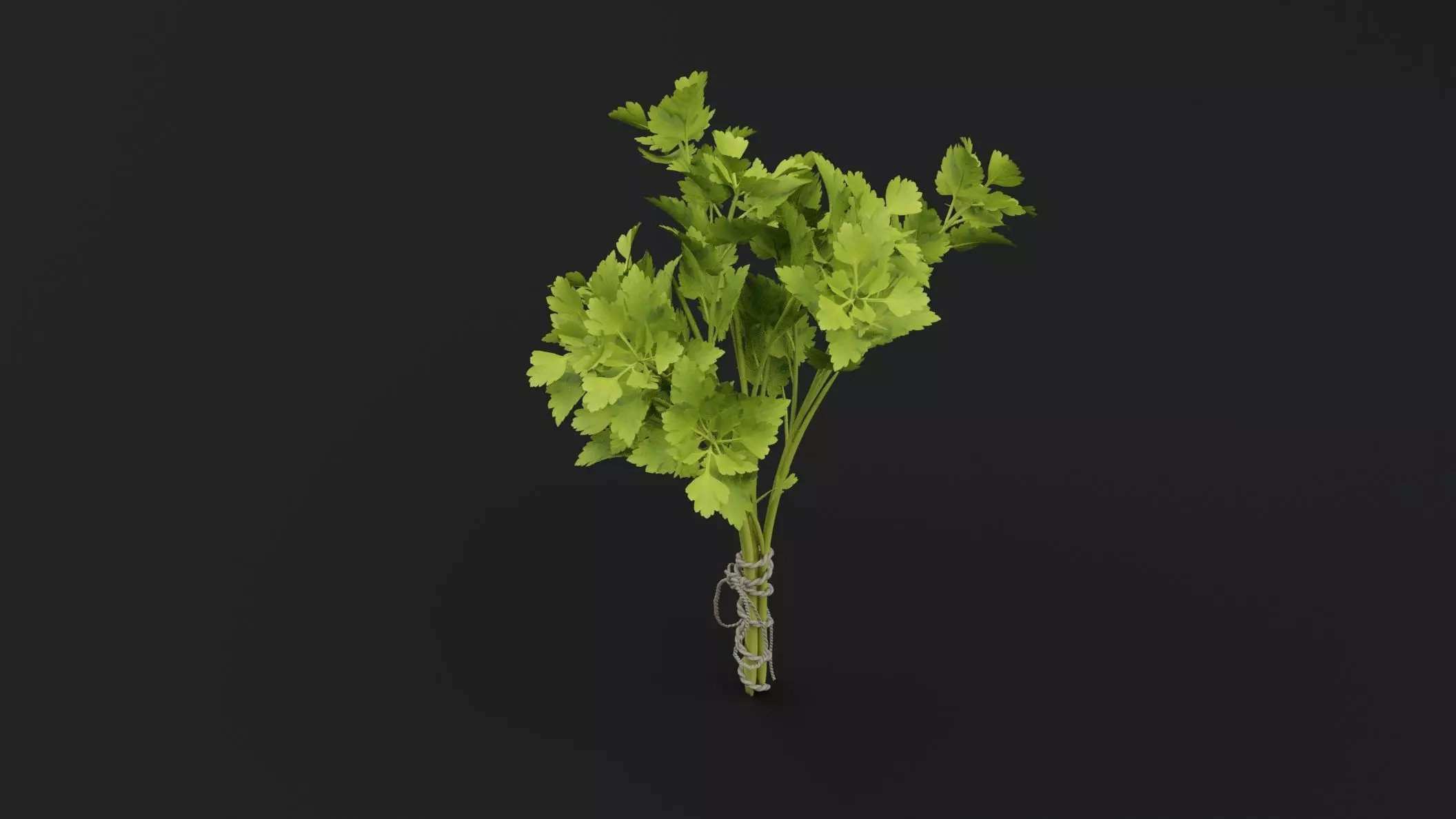 Parsley Plant 3D model_4