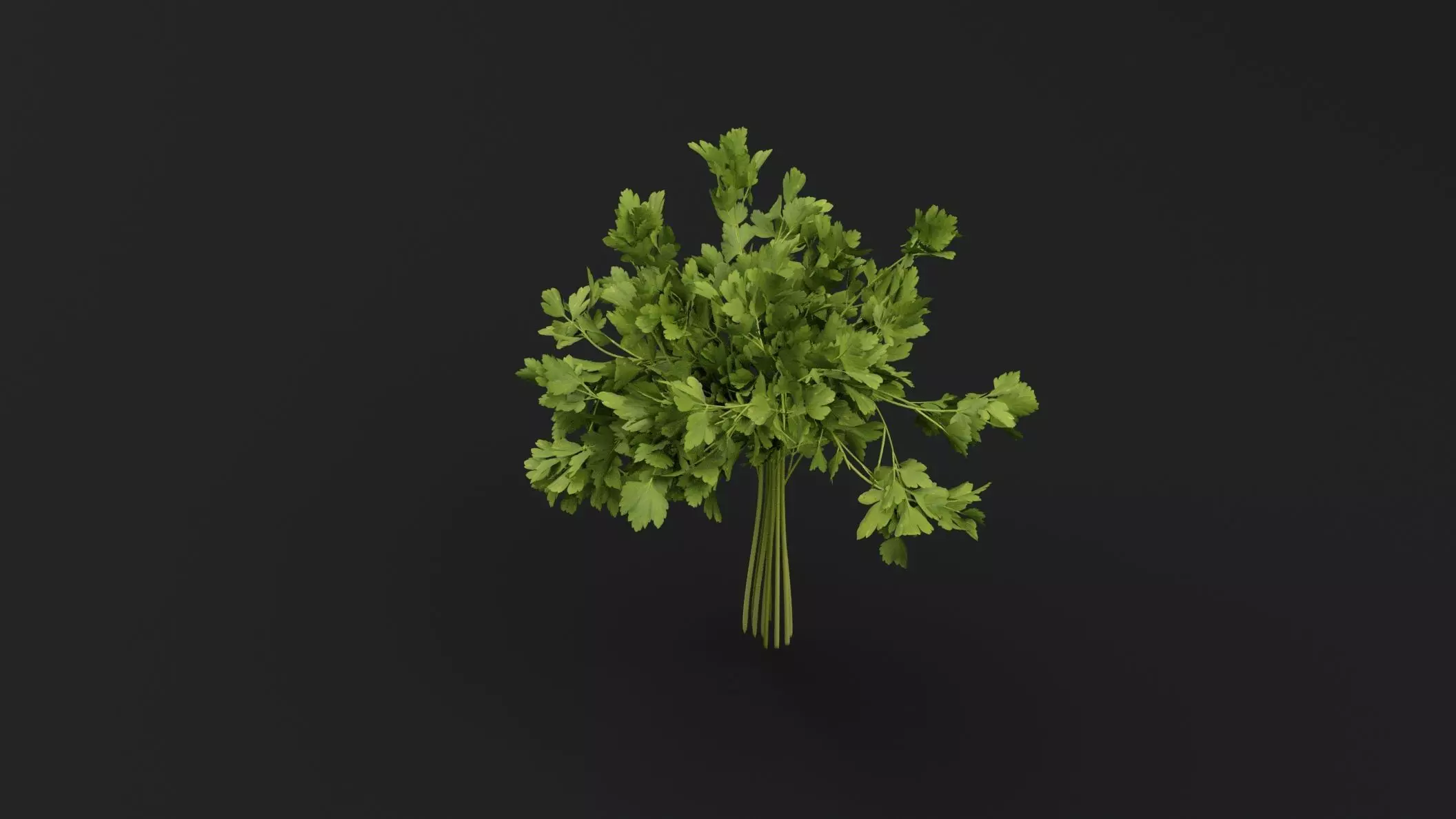 Parsley Plant 3D model_4