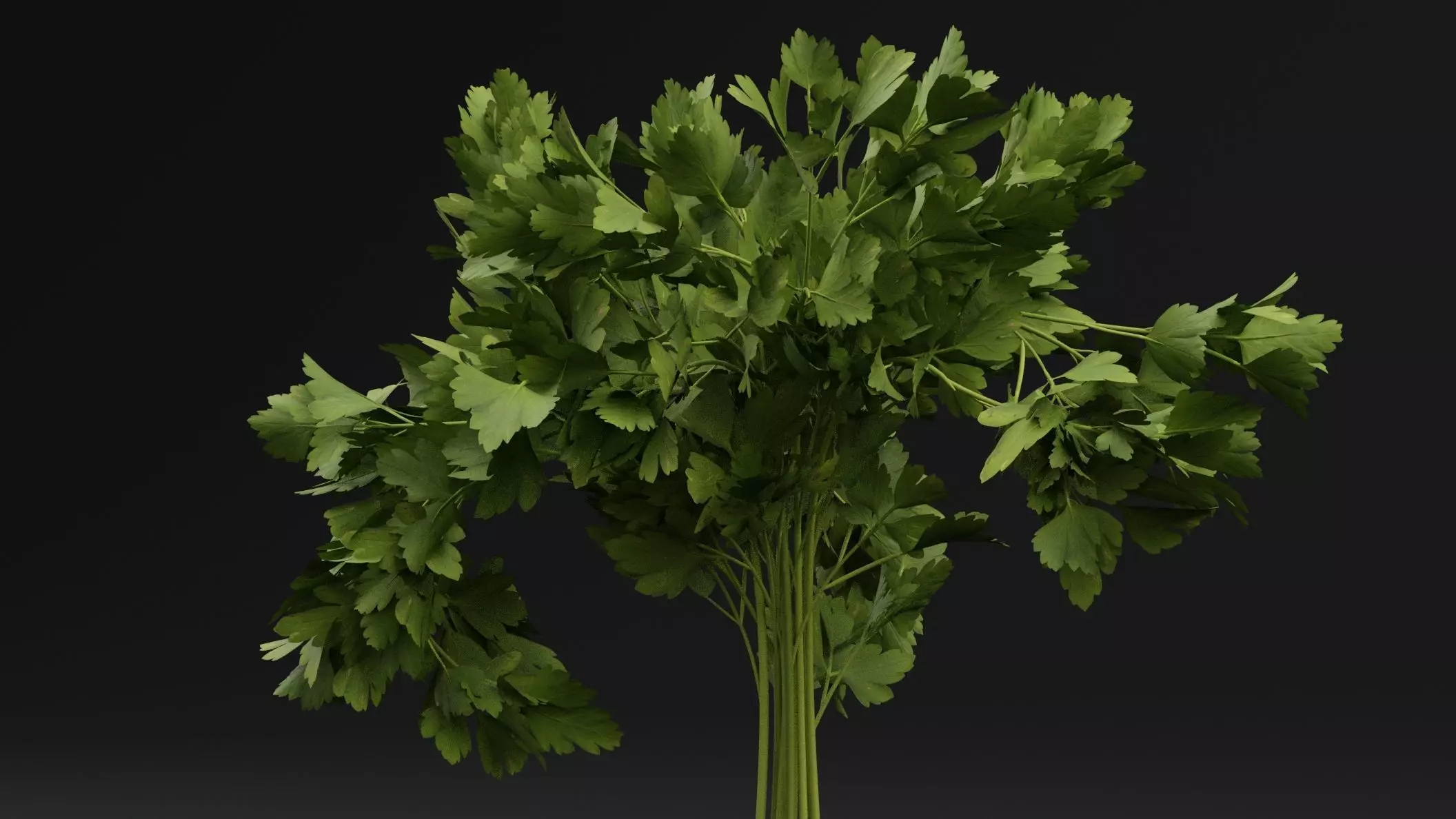 Parsley Plant 3D model_1