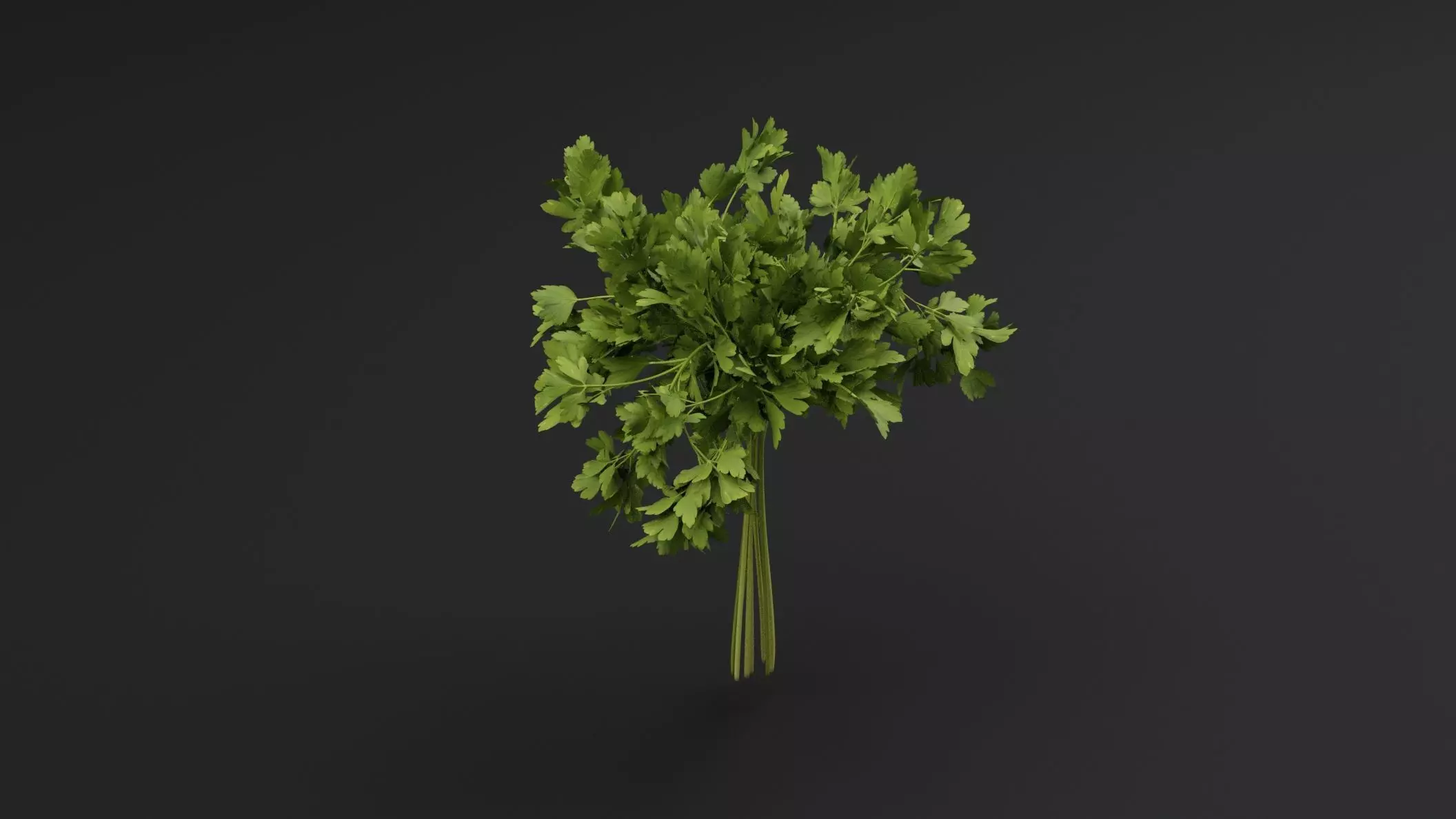 Parsley Plant 3D model_3