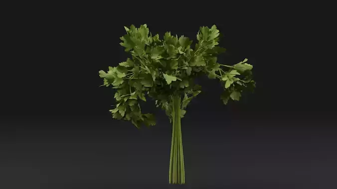 Parsley Plant