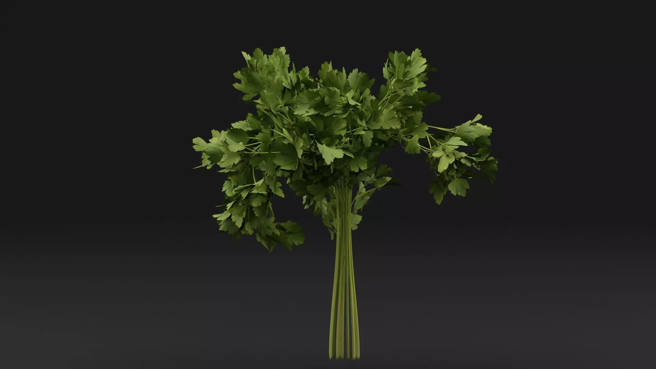 Parsley Plant 3D model_0