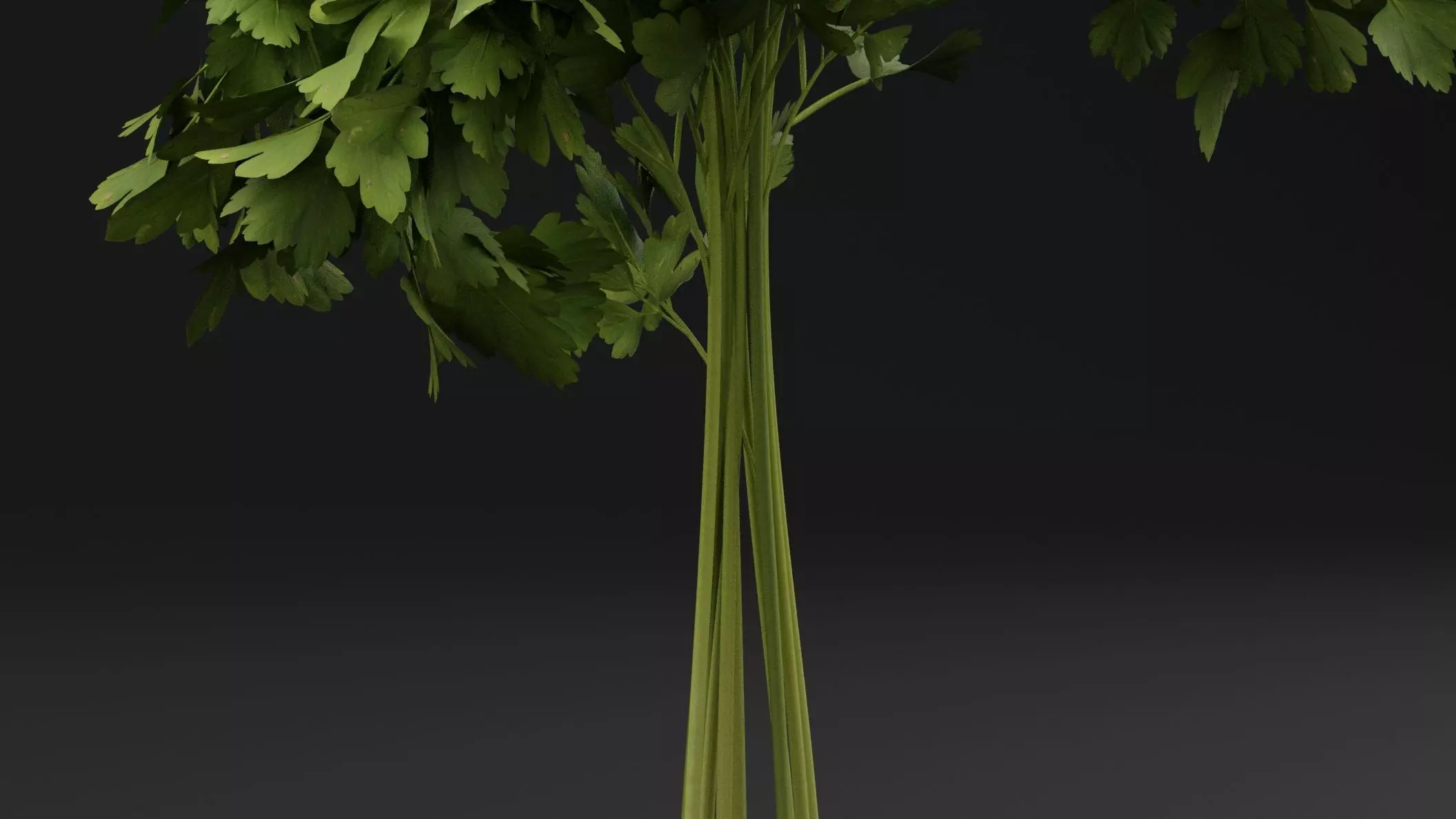 Parsley Plant 3D model_2