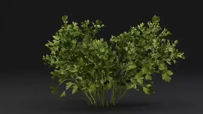Parsley Plant